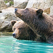 Alaska, Lake Clark. Headshots of two grizzly bears swimming.