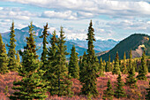Alaska, Denali-Nationalpark. Herbstlandschaft mit Kiefern und Bergschnee.