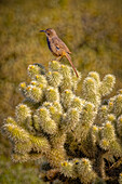 USA, Arizona, McDowell State Park. Curve-billed thrasher atop cactus.
