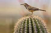 Cactus Wren at the Arizona Sonoran Desert Museum in Tucson, Arizona, USA