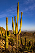 Saguaro-Kaktus entlang des Hugh Norris Trail im Saguaro-Nationalpark in Tucson, Arizona, USA