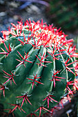 Apache Junction, Arizona, USA, Blühender Kaktus