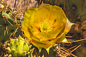 Prickly pear cactus blooming, Desert Botanical Garden, Phoenix, Arizona.