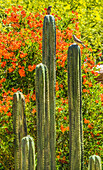 Tucson Botanical Gardens, Tucson, Arizona.