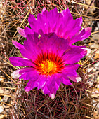Rainbow hedgehog cactus blooming, Sonora Desert Museum, Tucson, Arizona.