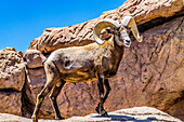 Desert Bighorn Sheep, Sonora Desert Museum, Tucson, Arizona.