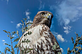 Closeup of red tailed hawk.