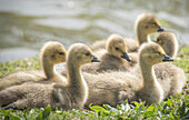 Warm and fuzzy Canada geese goslings crowd together.