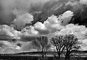 Winterliche Pappeln recken sich entlang der 395 in der Antelope Valley in den Himmel.