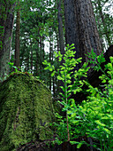 Usa, California. Jedediah Smith Redwoods State Park, tree saplings and moss-covered stump in forest