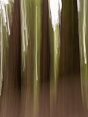 Usa, California. Three redwood tree trunks
