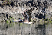 An adult brown pelican flying with wings up in Elkhorn Slough, California.