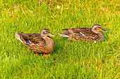 USA, Colorado, Fort Collins. Close-up of mallard ducks in grass.