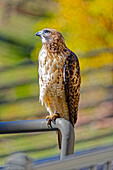 USA, Colorado, Fort Collins. Rotschwanzbussard in Nahaufnahme.