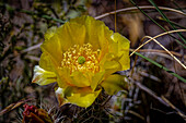 USA, Colorado, Young Gulch. Gelbe Feigenkaktusblüte in Nahaufnahme.