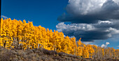 Glänzend leuchtende Herbst-Aspen in Colorado, Walden, USA.