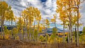 Vistas show off miles of fall aspen forests, Colorado, Walden, USA.