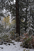 USA, Colorado. Spätherbstlicher Schneefall, Gunnison National Forest