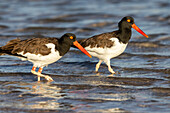 American oyster catchers in Fort DeSoto State Park, Florida, USA