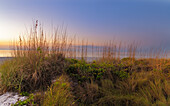 Dünensonnenblumen und Strandhafer am Strand von Sanibel Island in Florida, USA