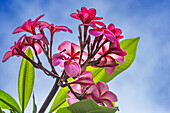 Rosa gelbe Frangipani-Plumeria, Waikiki, Honolulu, Hawaii.