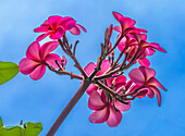 Pink frangipani plumeria, Waikiki, Honolulu, Hawaii.