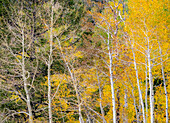 USA, Idaho, Highway 36 westlich von Liberty und mit Aspen bewachsene Hänge im Herbst