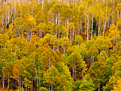 USA, Idaho, Highway 36 westlich von Liberty und mit Espen bewachsene Hänge im Herbst