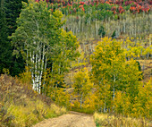 USA, Idaho, Highway 36 westlich von Liberty Feldweg und Espen im Herbst