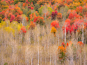 USA, Idaho, Highway 36 westlich von Liberty und mit Canyon Maple und Aspens bewachsene Hänge im Herbst