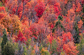 USA, Idaho, St. Charles, Hang entlang der Landstraße 411 und herbstlich gefärbte Canyon Maples in Rottönen