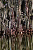 Zypressen spiegeln sich am Lake Martin in der Nähe von Lafayette, Louisiana, USA