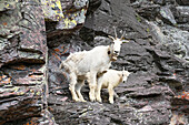 Mountain Goats on Comeau Pass Trail, Glacier National Park, Montana