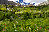 Alpine Wildblumen im Hole in the Wall Basin im Glacier National Park, Montana, USA