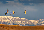 Northern Pintail ducks in courtship flight at Freezeout Lake Wildlife Management Area near Choteau, Montana, USA