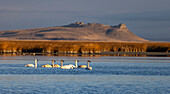 Tundra swans at Freezeout Lake Wildlife Management Area near Choteau, Montana, USA