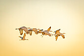 USA, New Mexico, Bosque del Apache National Wildlife Reserve. Sandhill cranes in flight.