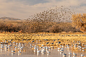 USA, New Mexico, Bosque Del Apache National Wildlife Refuge. Red-winged blackbird flock flying over snow geese.
