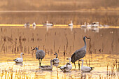 USA, New Mexico, Bosque Del Apache National Wildlife Refuge. Sandhill cranes and snow geese in water at sunset.