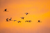 USA, New Mexico, Bosque Del Apache National Wildlife Refuge. Sandhügelkraniche fliegen bei Sonnenuntergang.