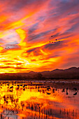 USA, New Mexico, Bosque Del Apache National Wildlife Refuge. Sandhill cranes and snow geese feeding at sunset.
