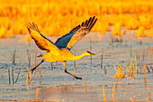 USA, New Mexico, Bosque Del Apache National Wildlife Refuge. Sandhill crane taking flight on ice.