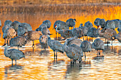USA, New Mexico, Bosque Del Apache National Wildlife Refuge. Sandhill cranes roosting at sunrise.