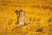 USA, New Mexico, Bosque Del Apache National Wildlife Refuge. Sandhill crane flying.