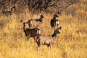 USA, New Mexico, Bosque Del Apache National Wildlife Refuge. Group of female mule deer in grassy field.