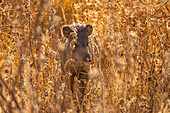 USA, New Mexico, Bosque Del Apache National Wildlife Refuge. Javelina in brush.