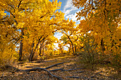 USA, Neu-Mexiko, Sandoval County. Pappelbäume im Herbst.