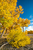 USA, Neu-Mexiko, Sandoval County. Baumwollbäume im Herbst.