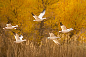 USA, New Mexico, Bosque Del Apache National Wildlife Refuge. Schneegänse im Flug.