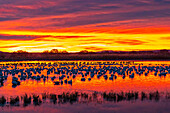 USA, Neu-Mexiko, Bosque Del Apache National Wildlife Refuge. Schneegänse im Wasser bei Sonnenaufgang.